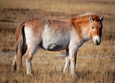 Que faut-il savoir à propos de la dernière race de chevaux sauvages de France ?