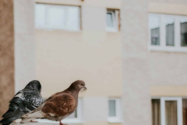 Répulsif à pigeon : les facteurs qui peuvent influencer sur son prix